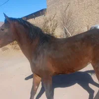 اسب..مادیان..اسبکرد|اسب و تجهیزات اسب‌سواری|اردستان, |دیوار