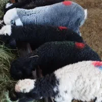 بره علف خور جنس درجه یک