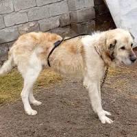 سگ سرابی اصیل