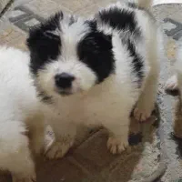 سااموید دورنگ سیاه و سفید