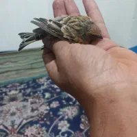 گلبسر|پرنده|کرمان, |دیوار