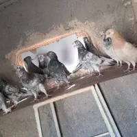 کفتر یا کبوتر پرشی|پرنده|پاکدشت, پاکدشت (مامازند)|دیوار