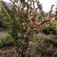 باغچه|فروش دفتر صنعتی، کشاورزی، تجاری|قم, زاویه|دیوار