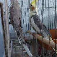 عروس هلندی نر و ماده