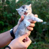 بچه گربه بریتیش ماده|گربه|رشت, منظریه|دیوار