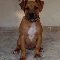 پیتبول 4ماهه