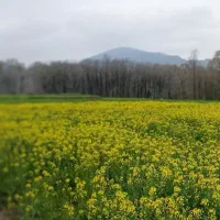 زمین-کشاورزی-بر-بلوار-امامزاده-لوکیشن-قوی