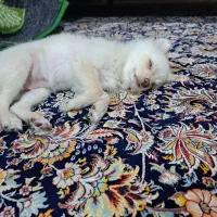 فروش توله سگ پامر|سگ|سیرجان, |دیوار