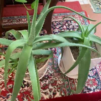 گل الوورا|گل و گیاه طبیعی|نهاوند, |دیوار