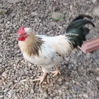 کوشین وچهل تاج|حیوانات مزرعه|رشت, فخب|دیوار