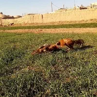 لاری ابرش|حیوانات مزرعه|طرقبه, |دیوار