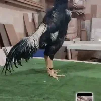 خروس اوشامو درجه ۱