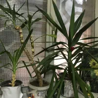 گلدان یوکا فیکوس برگ انجیری خرفه به دلیل مهاجرت|گل و گیاه طبیعی|تبریز, |دیوار