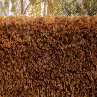 فرش 4 متری شگی|فرش|بومهن, |دیوار