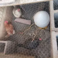 سه عدد مرغ تخمگذار