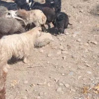 بز وکهره|حیوانات مزرعه|سمیرم, |دیوار