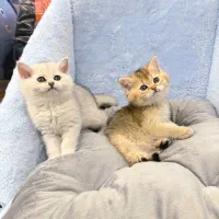 بچه گربه بریتیش شورت هیر گلد و سیلور