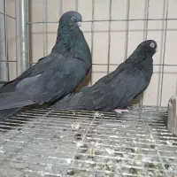 کبوتر نوک قنار سیاه|پرنده|پیر بکران, |دیوار