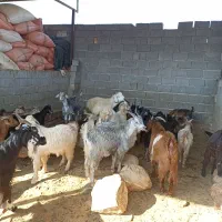کهر نره ماده|حیوانات مزرعه|دوگنبدان, |دیوار