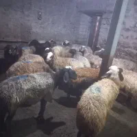 گوسفند دامازدخ|حیوانات مزرعه|ویلکیج, |دیوار