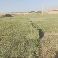 یونجه