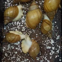 فروش حلزون ریز و درشت حراج
