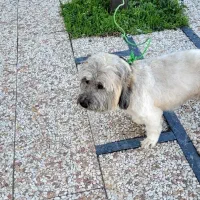 پیداشده موهاشو زدم کسی نشونی دقیق بده بهش میدم