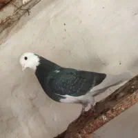 دوتاماده بشرط پرش|پرنده|شاهینشهر, برخوار غرب|دیوار