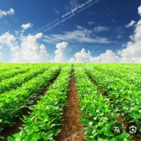 سرکارگر کارهای کشاورزی