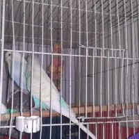 معاوضه مرغ عشق با عروس هلندی