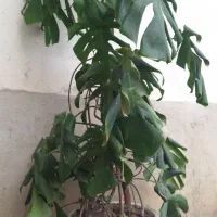 برگ انجیری و سیکاس|گل و گیاه طبیعی|رشت, حافظ آباد|دیوار