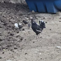 مرغ کپ مرغ با جوجه