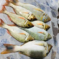 ماهی تازه صید روز