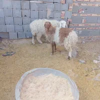 بره نر و ماده|حیوانات مزرعه|زاهدان, |دیوار