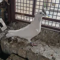 جفت ابری عروسک