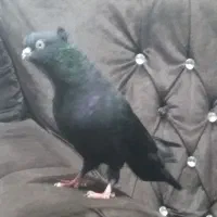 کبوتر قعطه دار کاکلی|پرنده|میاندوآب, |دیوار