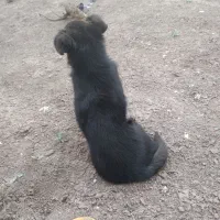 واگذاری  سگ