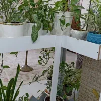 گلخونه ام دی اف|گل و گیاه طبیعی|خرمشهر, |دیوار