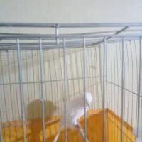 قناری نر رسمی|پرنده|رودهن, |دیوار