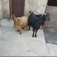 بزغالهدونه۵ملیونبرهنر۲۵کیلویی۶ملیونگوسفندچاق۵۰|حیوانات مزرعه|نهاوند, |دیوار