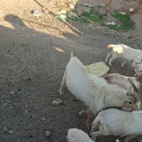 بز تکه سانن اصل