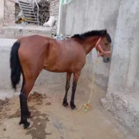 مادیان اصیل کرد|اسب و تجهیزات اسب‌سواری|خرم‌آباد, |دیوار