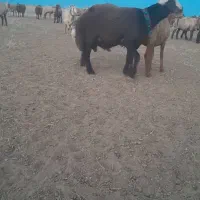 بره قوچ