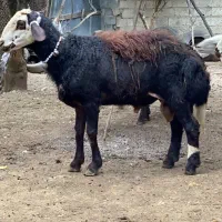 گوسفندشیشک قوچ پلنگی بروجردی لخت|حیوانات مزرعه|مرزیکلا, |دیوار