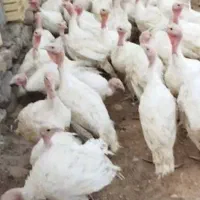 بوقلمون گوشتی زنده