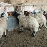 بره|حیوانات مزرعه|کوهنانی, |دیوار