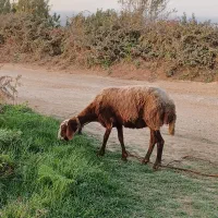 دو راس گوسفند ابستن