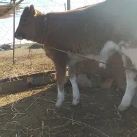 گوساله قرمز نر|حیوانات مزرعه|گمیشان, |دیوار