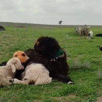 کاوه قوچی بختیاری اصیل نامبروان