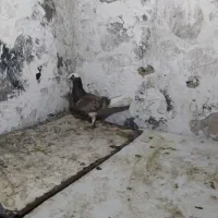 چندین کبوتر به فروش میرسد|پرنده|داراب, |دیوار